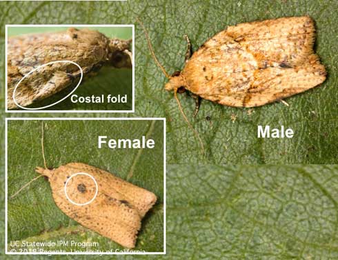 Adult light brown apple moths, <i>Epiphyas postvittana.</i> Males have a costal fold on their front wing, while females do not. Female moths are more uniform in color than males, and have a distinct spot in the center of their wings toward the head.