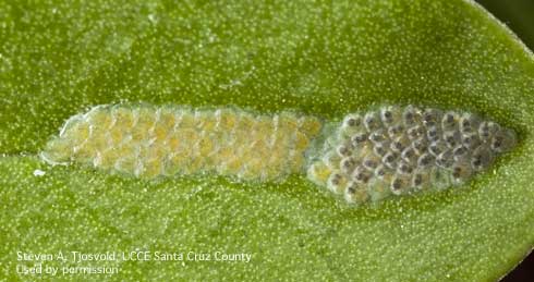 Two egg masses of light brown apple moth, <i>Epiphyas postvittana,</i> show different maturity stages. Black heads of more mature embryos evident in eggs to the right.