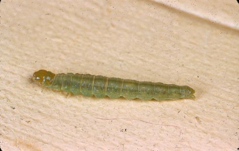 Mature larva of light brown apple moth, <I>Epiphyas postvittana.</I>.