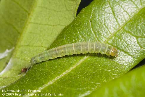 Larva of light brown apple moth, <I>Epiphyas postvittana.</I>.