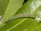 Light brown apple moth