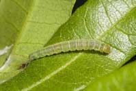 Light brown apple moth larva