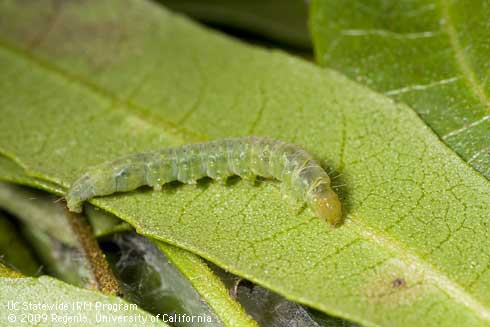 Larva of light brown apple moth, <I>Epiphyas postvittana.</I>.