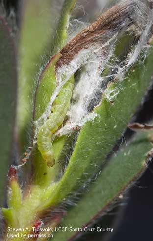 Larva of light brown apple moth, <i>Epiphyas postvittana,</i> coaxed out of a shelter of leaves bound together with webbing.