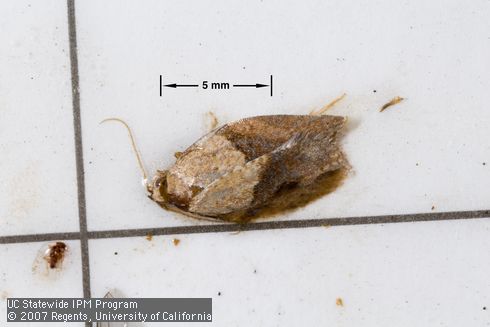 Adult male light brown apple moth, <I>Epiphyas postvittana,</I> caught in a pheromone trap.