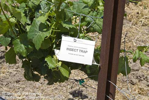 Trap for monitoring light brown apple moth in a vineyard.