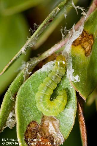 Larva of light brown apple moth, <I>Epiphyas postvittana,</I> in a feeding shelter. The egg of a tachinid fly parasite can be seen next to the head.