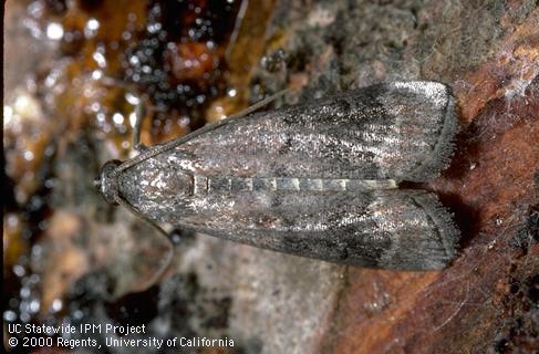 Adult American plum borer.