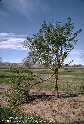 Crop damaged by American plum borer.