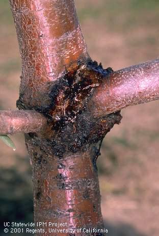 Scaffold crotch with gumming and frass produced by the larva of American plum borer, <I>Euzophera semifuneralis.</I>.