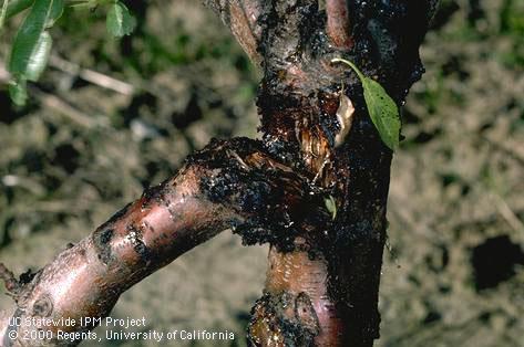 Crop damaged by American plum borer.