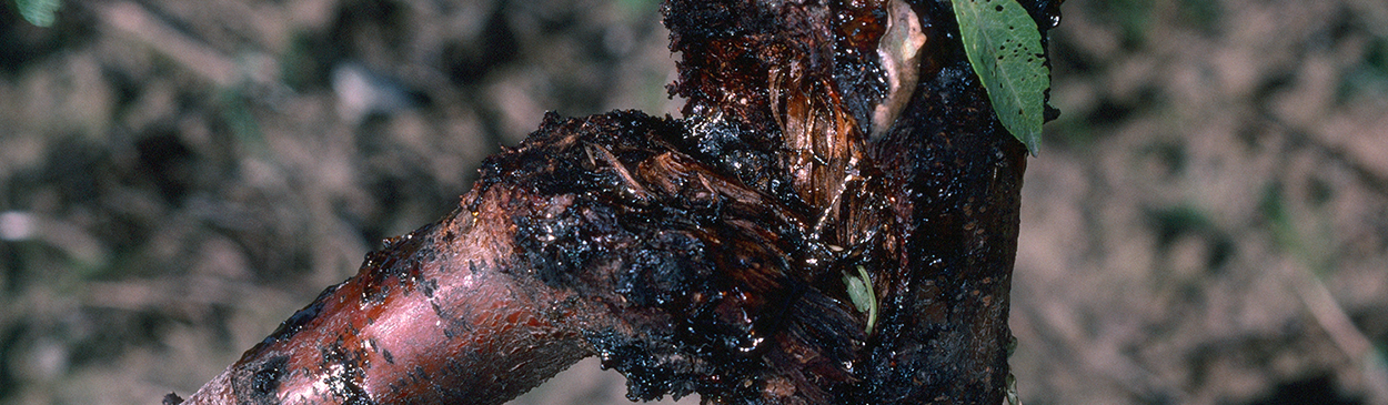 Limbs may break where damage by American plum borer larvae has occurred.