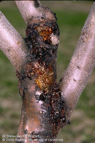 Gumming and frass around scaffold crotch of a young tree infested with American plum borer.