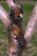 American plum borer larvae boring in scaffold crotches of young trees.