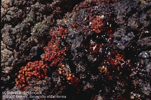 Key characteristic of American plum borer.