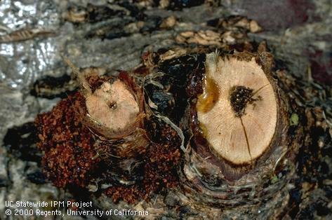 Key characteristic of American plum borer.