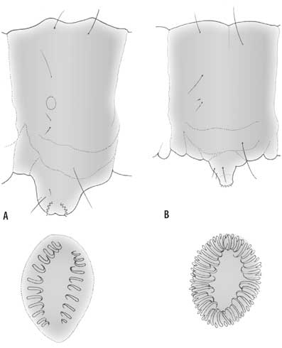 Distinguish American plum borer larvae from clearwing moth larvae by using a hand lens to examine the crochet pattern (arrangement of small hooks) on the bottom of the prolegs on their fourth abdominal segment. A. Clearwing larva have crochets in two transverse rows (rows are oriented perpendicular to the insect's body length). B. American plum borer crochets are more dense and form a complete circle or oval. The plum borer's prolegs are also more narrow than clearwing prolegs when compared with the width of their abdominal segment. Distinguishing these larvae can be important because they infest some of the same plants (e.g., fruit trees, olive, sycamore), but some of the cultural and physical controls for them are different.