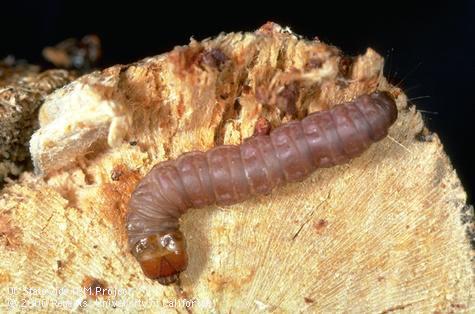 Larva of American plum borer.