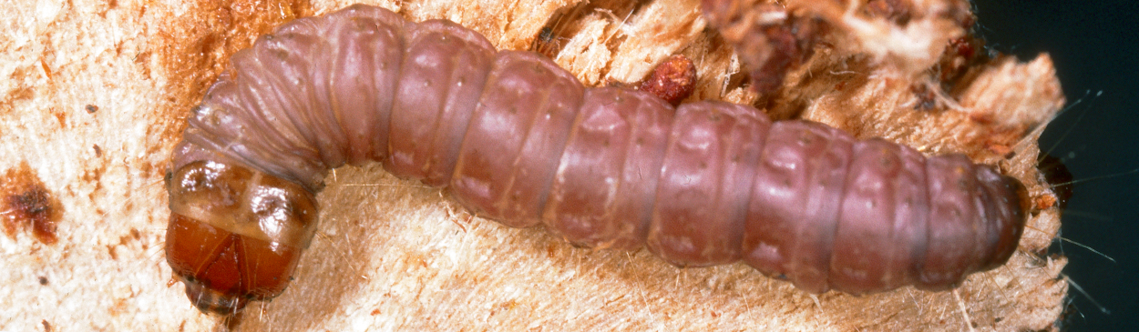 Larva of American plum borer.