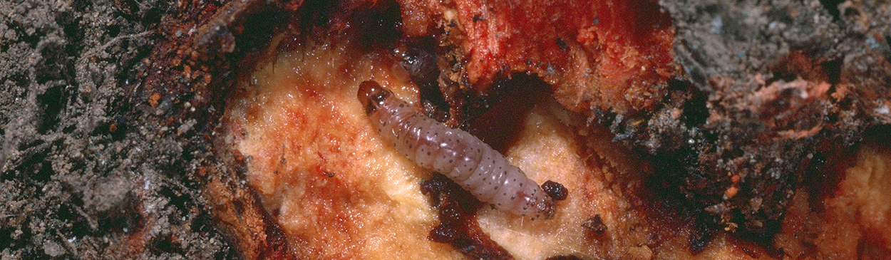 Larva of American plum borer.