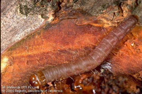 Larva of American plum borer.