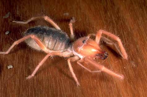 Adult windscorpion (sunspider, sun scorpion), <I>Eremobates pallipes.</I>.