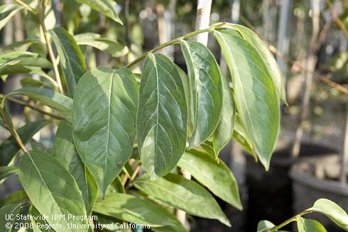 Foliage of Fuyu-Jiro Persimmon (Apple Persimmon), <I>Diospyros kaki</I> 'Fuyu'.