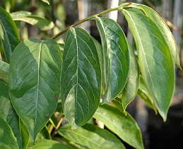 Persimmon leaves