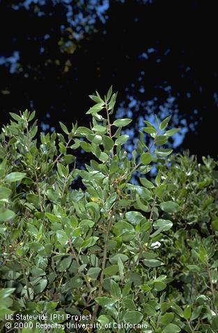 Manzanita foliage.