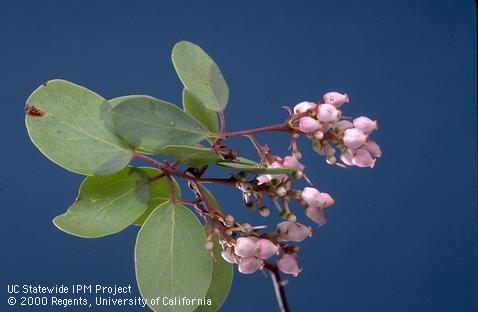 Full bloom of madrone.