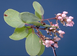 flowers and foliage of madrone