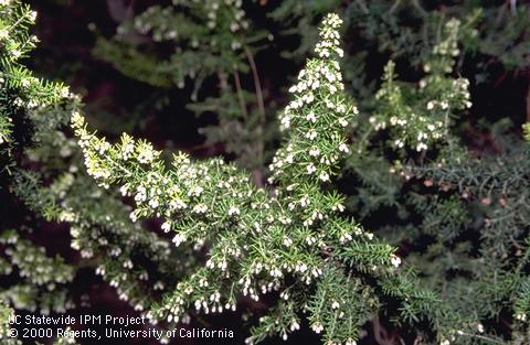 Clusters of tiny white tree heath flowers on several branches.