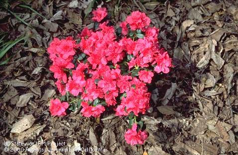 Top view of a small azalea shrub in bloom.