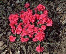 Flowering azalea plant