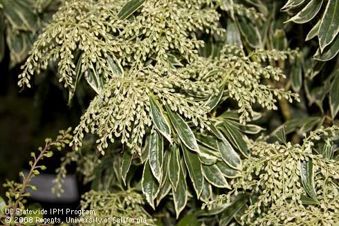 Flower buds and foliage of Andromeda, <I>Pieris japonica</I> 'Variegata'.