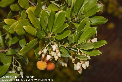 Flowers, fruit, and foliage of Strawberry tree, <I>Arbutus unedo.</I>.