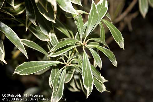 Foliage of Andromeda, <I>Pieris japonica</I> 'Variegata'.