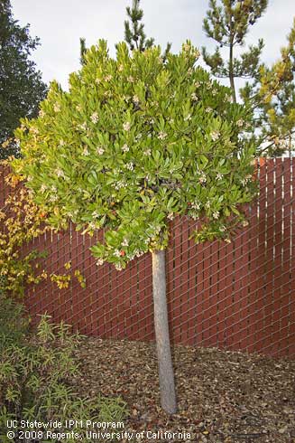 Strawberry tree, <I>Arbutus unedo.</I>.