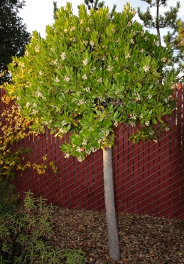 Strawberry tree