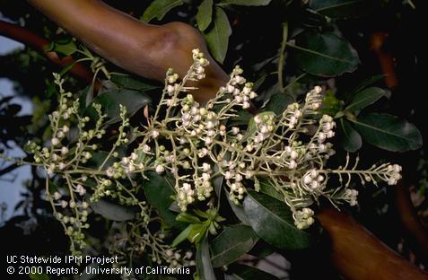 Full bloom of madrone.