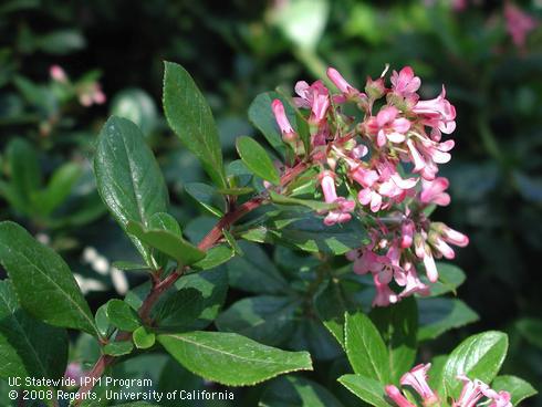 Flowers and foliage of Pink Princess Escallonia, <I>Escallonia x exoniensis</I> 'Frades'.