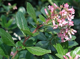 Flowers and leaves of escallonia