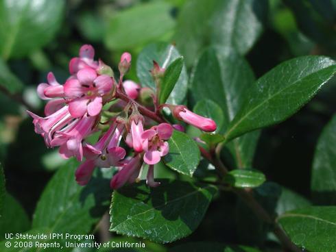 Flowers and foliage of Pink Princess Escallonia, <I>Escallonia x exoniensis</I> 'Frades'.