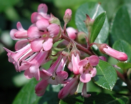 Flowers of escallonia