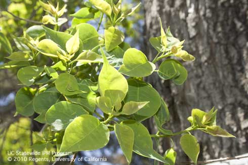 Leaves of Chinese tallow tree, <i>Sapium sebiferum.</i>.