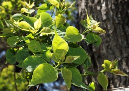 Tallow tree leaves