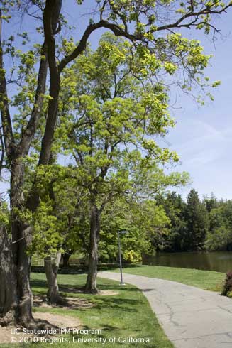 Chinese tallow tree, <i>Sapium sebiferum.</i>.