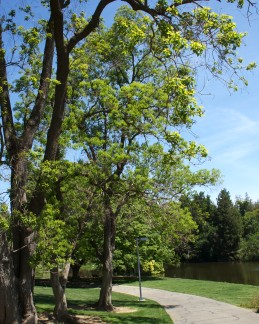 Chinese tallow tree