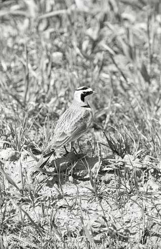 Adult horned lark, <i>Eremophila alpestris.</i>.