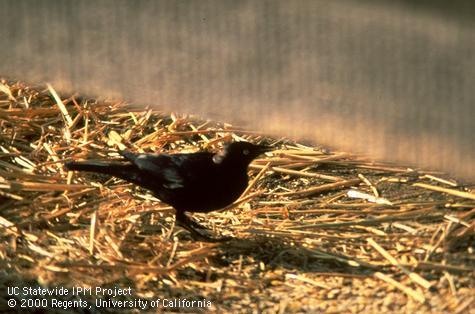 Adult Brewer's blackbird.